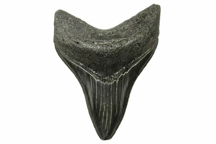 Serrated, Fossil Megalodon Tooth - South Carolina #383695